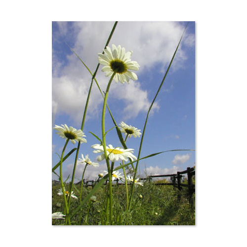 Reach For The Sky Card